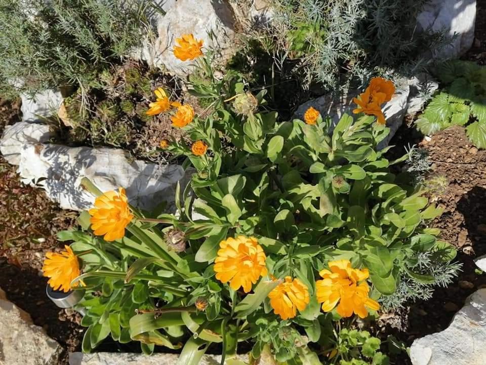 Apartmán Dairos Mali Lošinj Exteriér fotografie